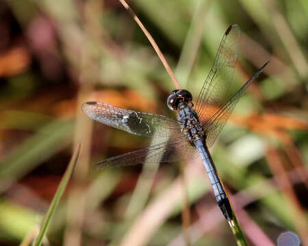 Image of Little Blue Dragonlet