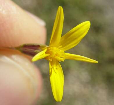 Image of fivebract chinchweed