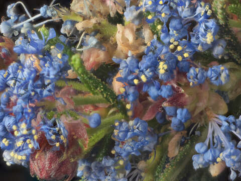 Image of wartleaf ceanothus