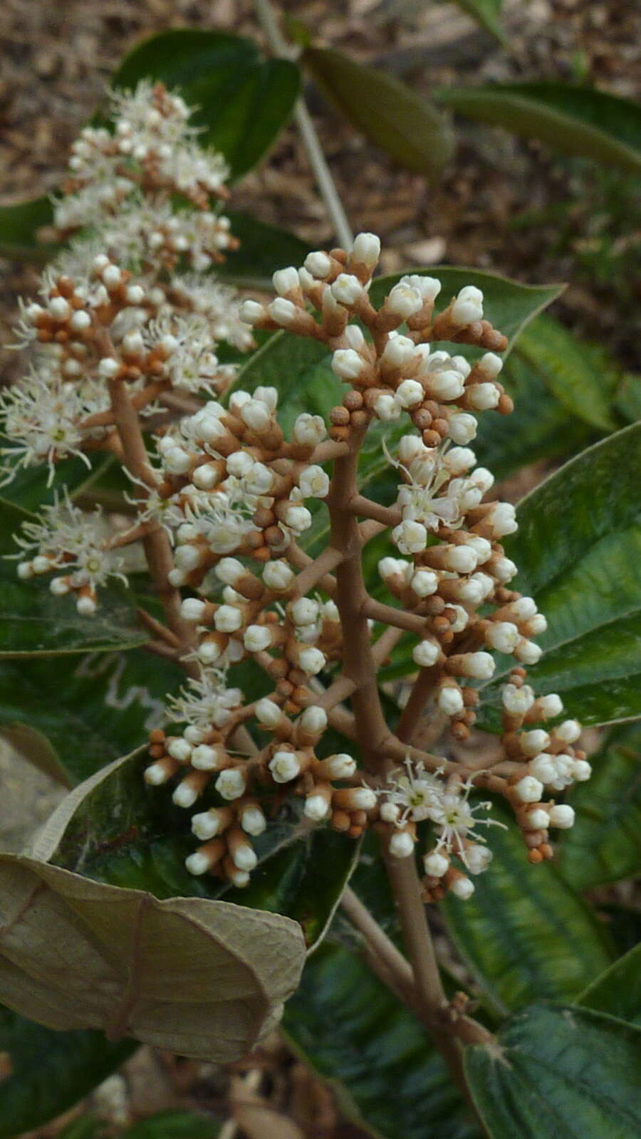 Image of Miconia albicans (Sw.) Steud.