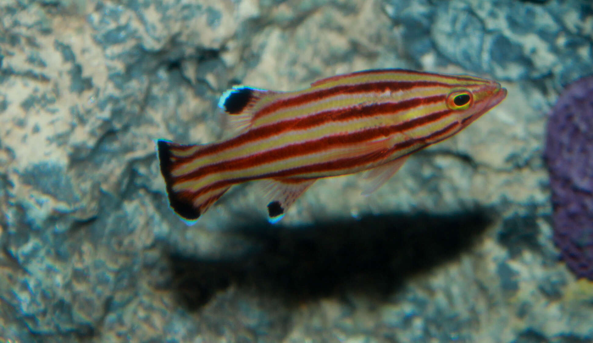 Image of Peppermint Bass