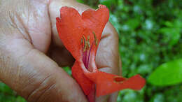 Image of Ruellia affinis (Schrad.) Lindau