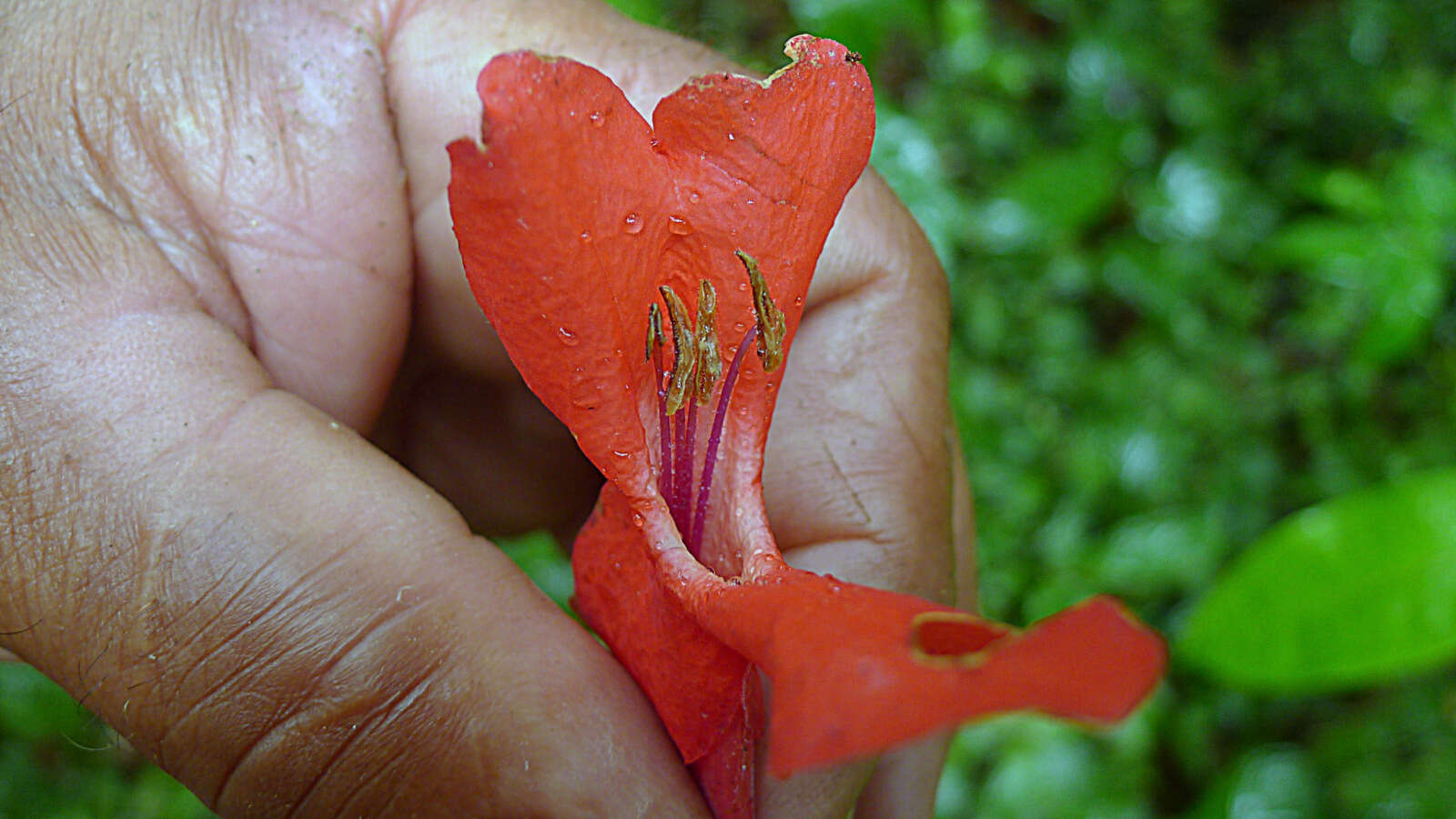 Image of Ruellia affinis (Schrad.) Lindau