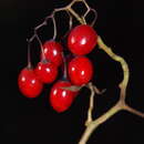 Image of Solanum villosum subsp. miniatum (Bernh. ex Willd.) J. M. Edmonds