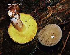 Image of Boletus