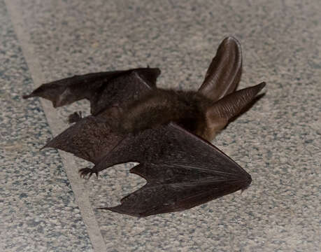 Image of Brown long-eared bat