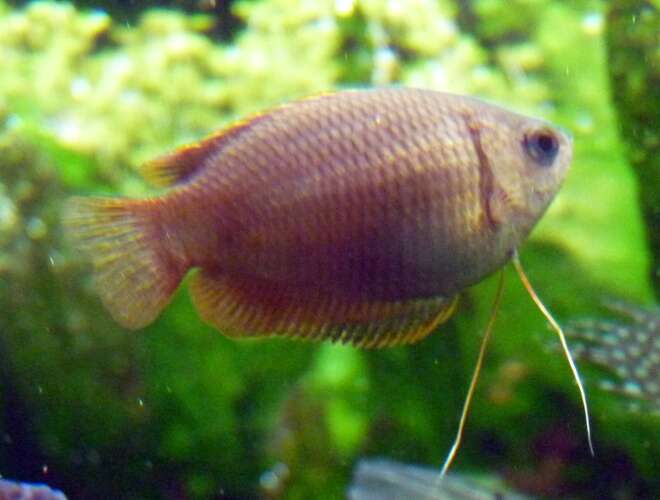 Image of Honey gourami