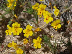 Image of Carson Valley monkeyflower