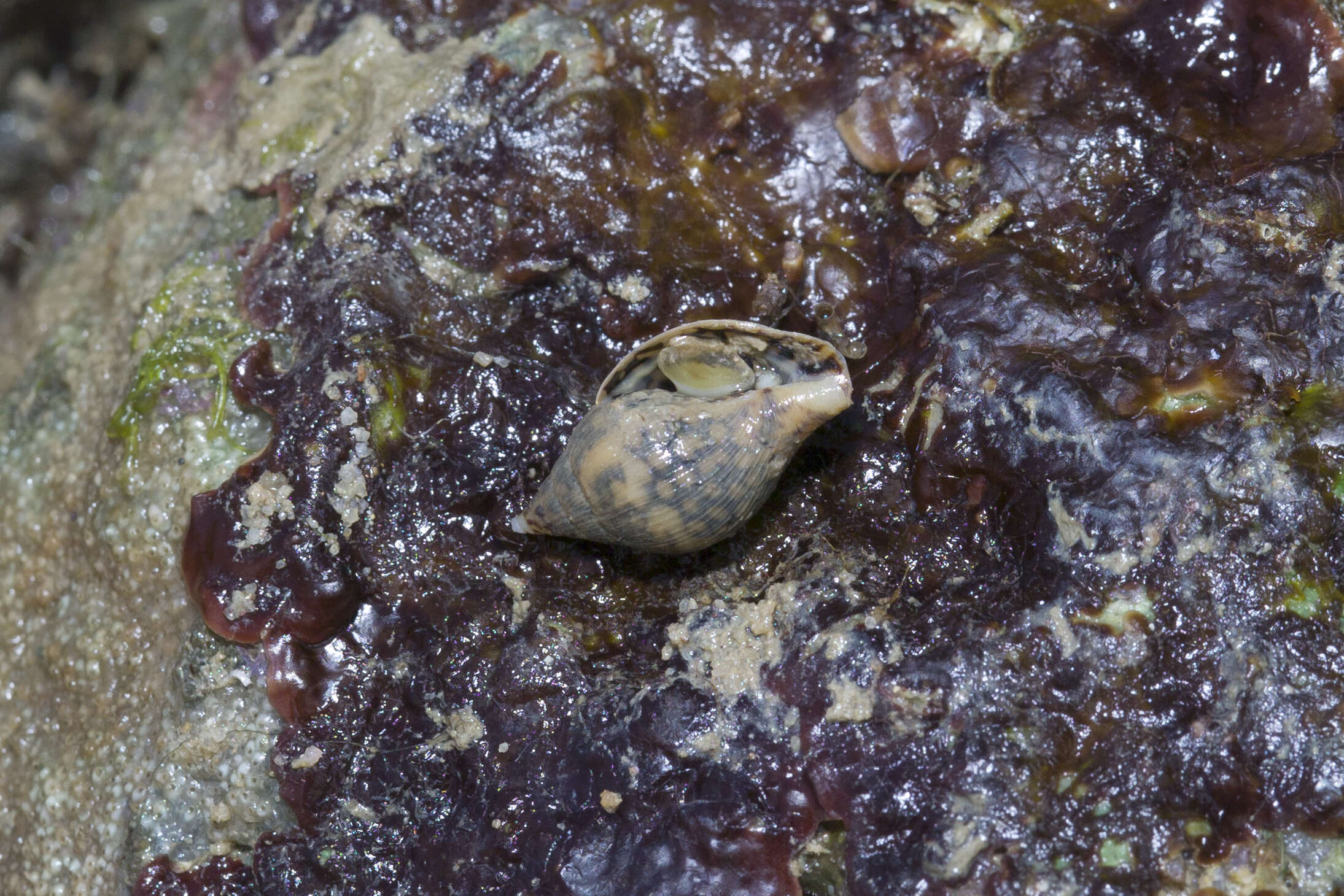 Image of Pardalinops