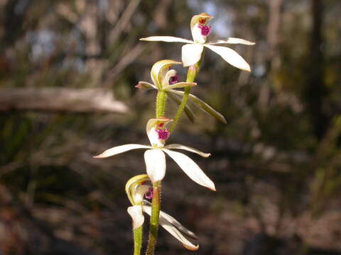 Caladenia ustulata (D. L. Jones) G. N. Backh.的圖片