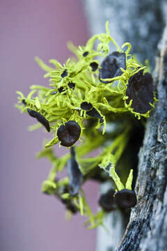 Image of wolf lichen