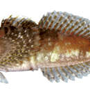 Image of Pygmy Sculpin