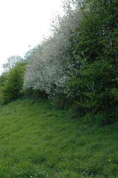 Image of Blackthorn