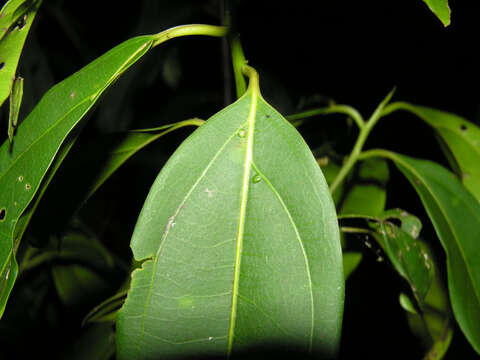 Image of Aiouea obscura H. van der Werff