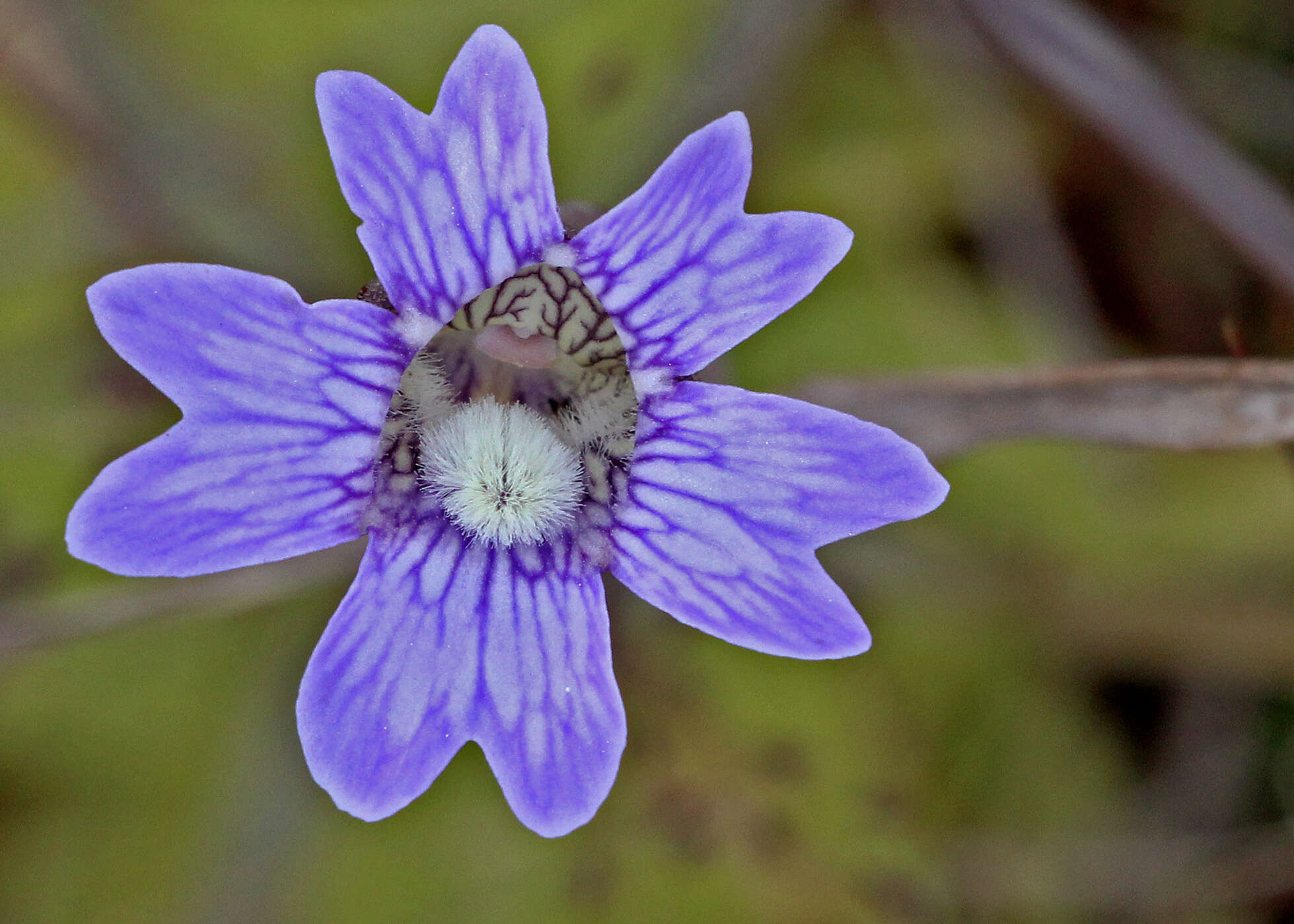 Image of blueflower butterwort