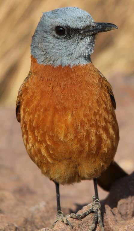 Image of Rock thrush