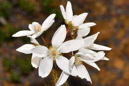 Image of Drosera marchantii De Buhr