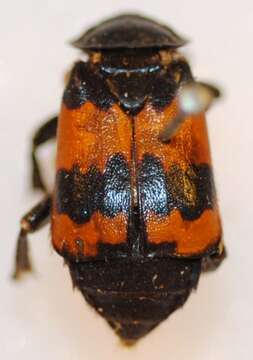 Image of Nicrophorus (Nicrophorus) investigator (Zetterstedt 1824)