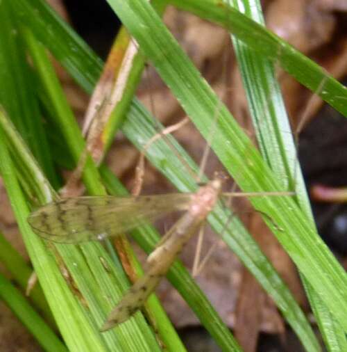 Image of hangingflies