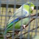 Image of Pacific Parrotlet