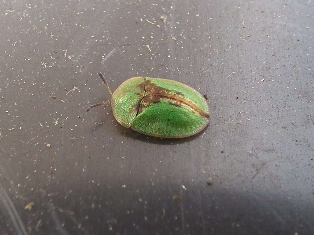 Image of thistle tortoise beetle