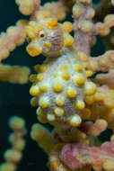 Image of seahorses