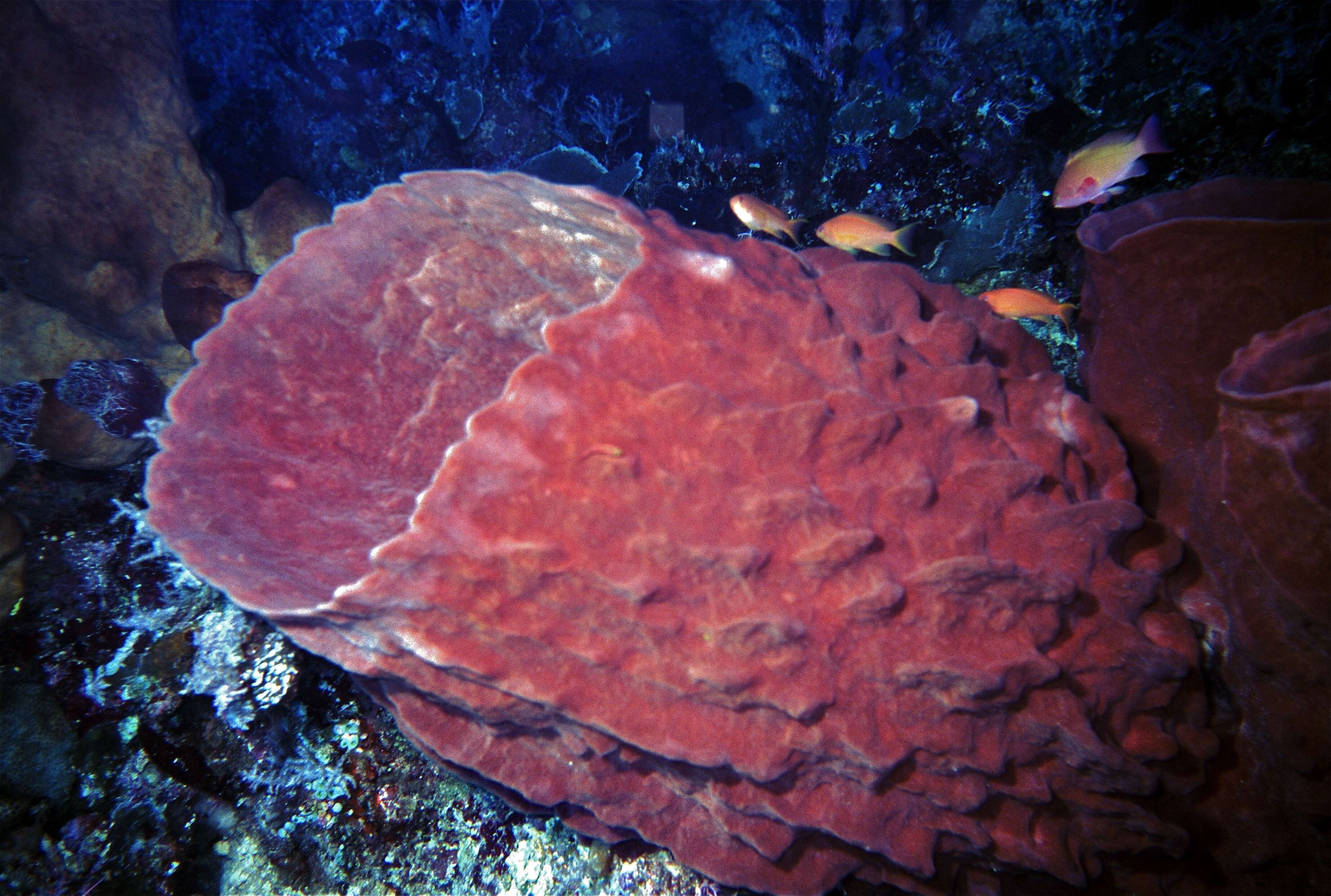 Image of Barrel sponge