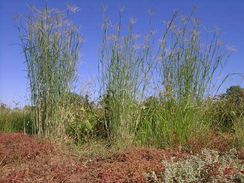 Image of Cane Sprangletop