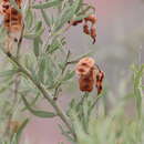 Sivun Acacia victoriae subsp. victoriae kuva