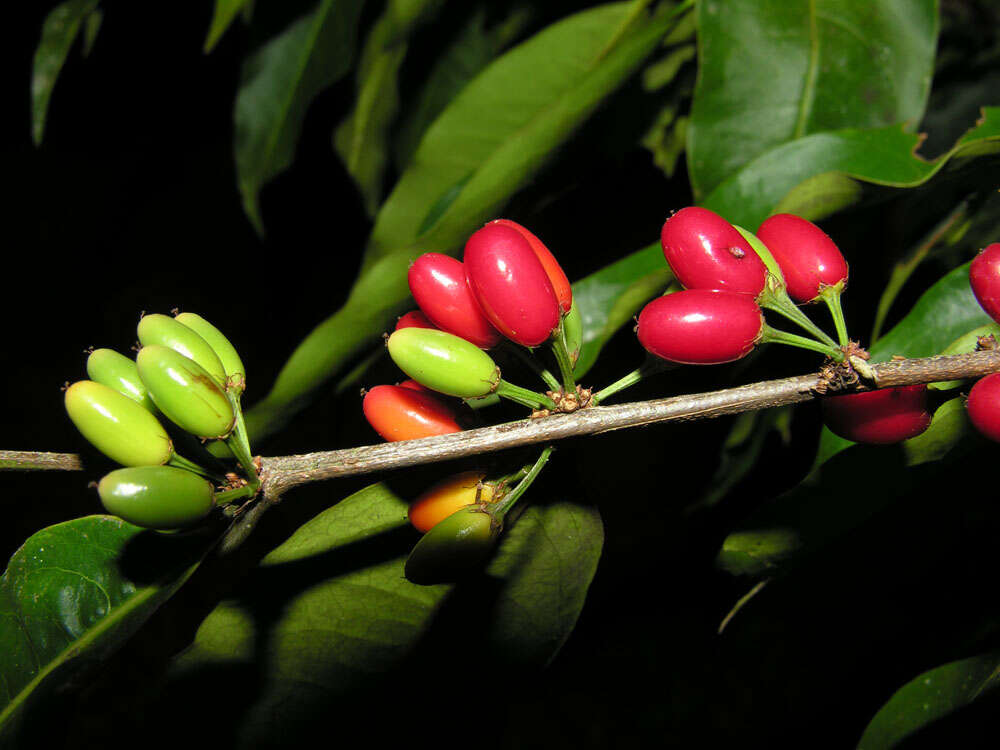 Image of Erythroxylum citrifolium A. St.-Hil.