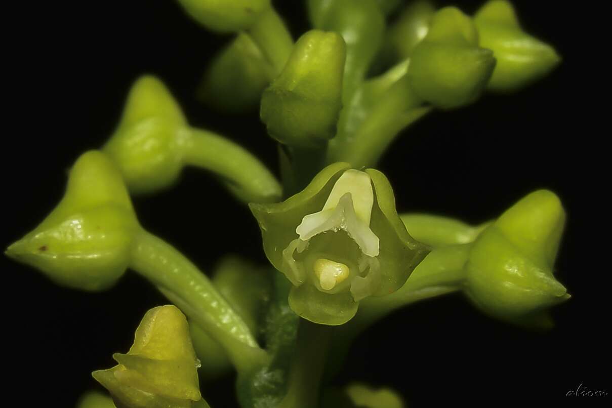 Image of Yellowspike orchids