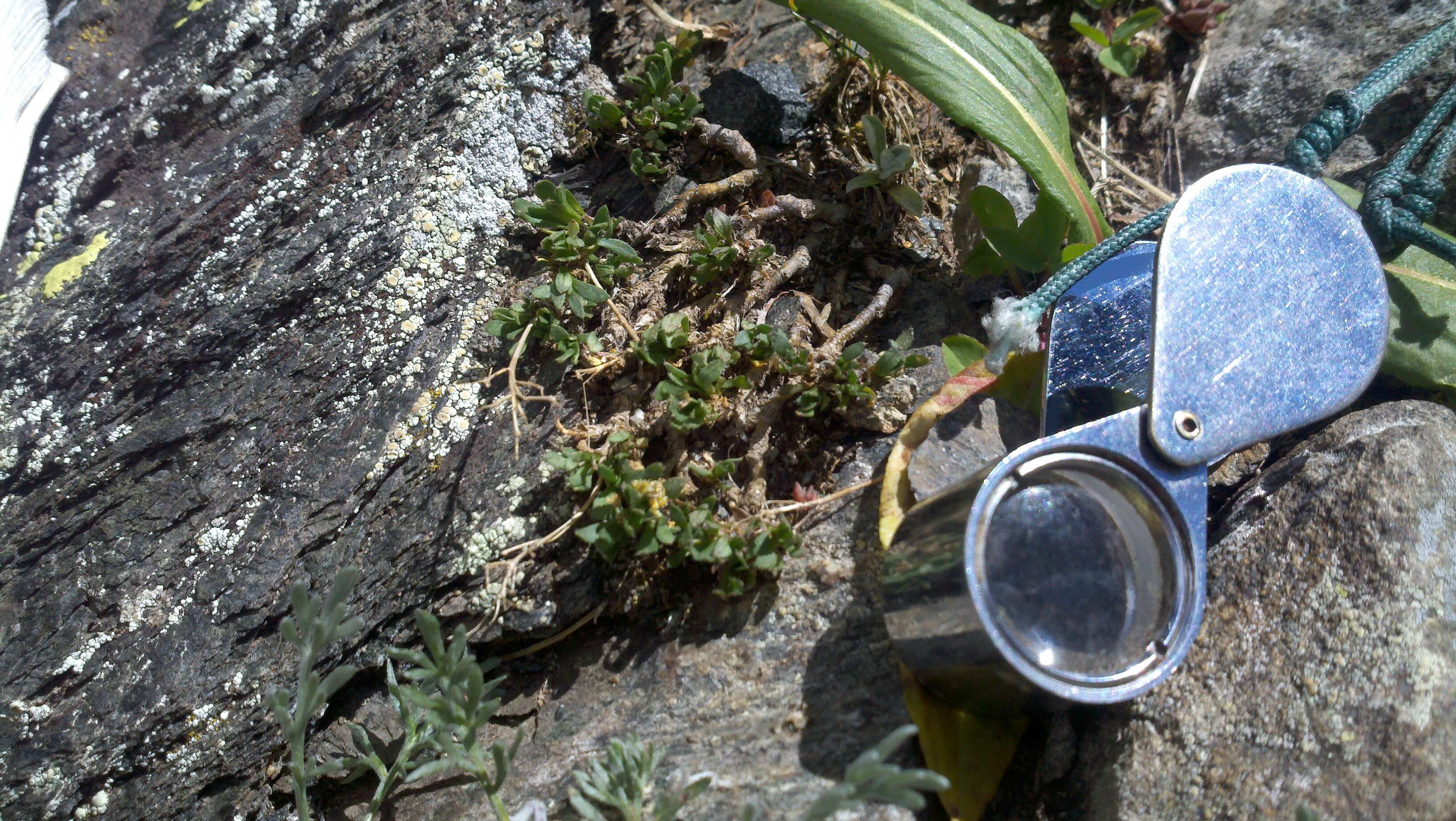 Image of Weber's draba