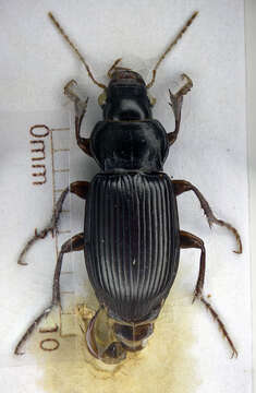 Image of black beetle