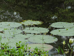 Image of Dotleaf waterlily