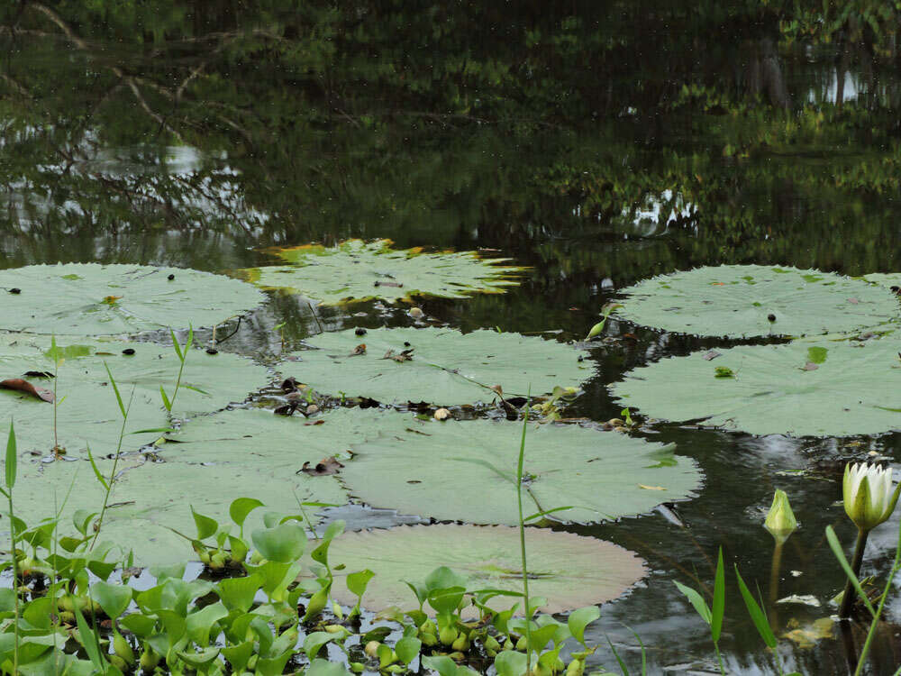 Image of Dotleaf waterlily