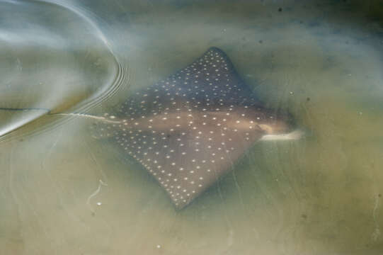 Image of Black eagle ray