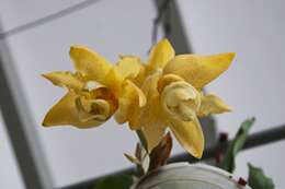 Image of Stanhopea orchid