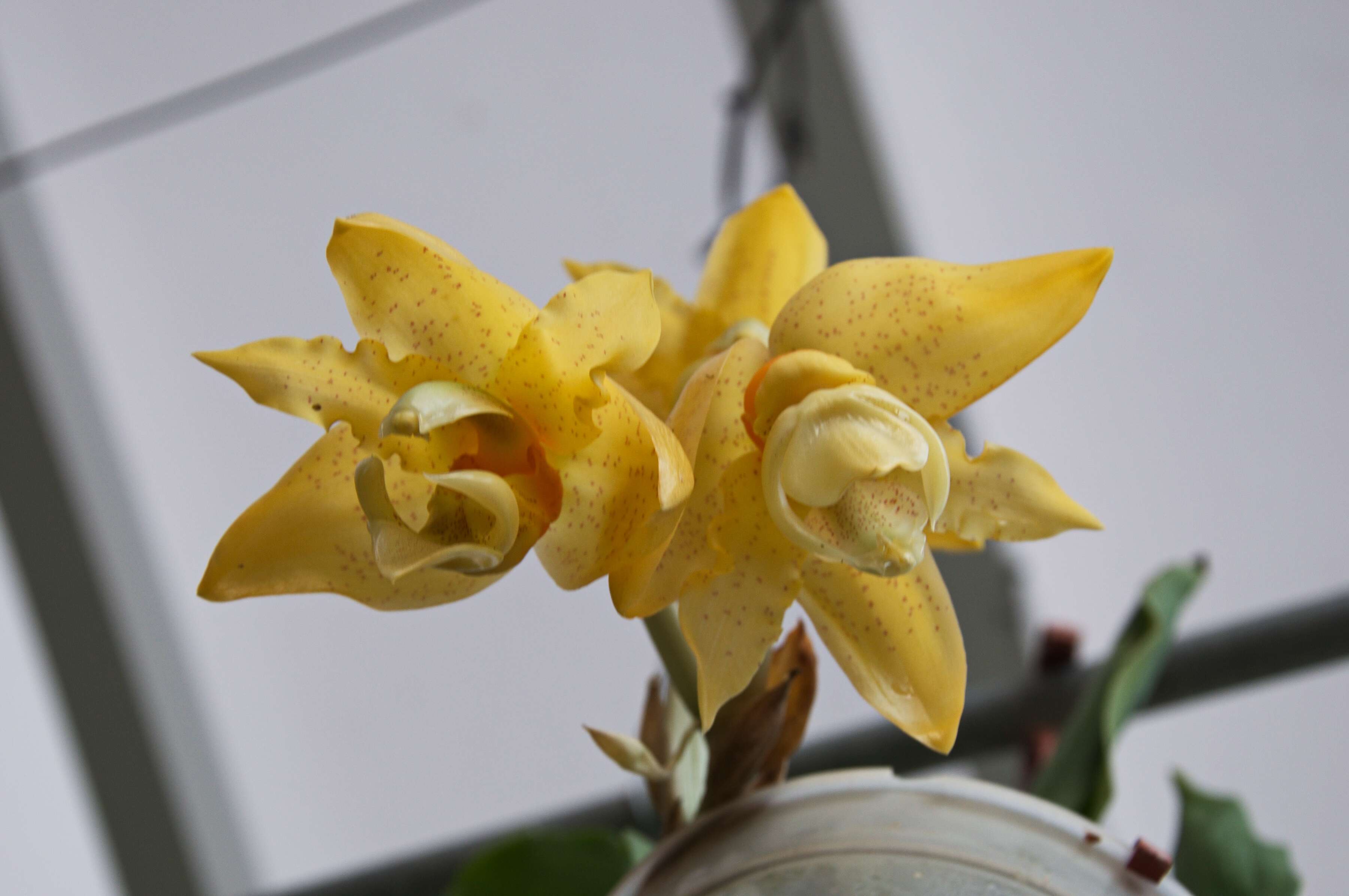 Image of Stanhopea graveolens Lindl.