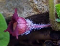 Image of Wild ginger