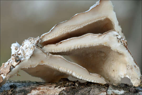 Image of Trametes