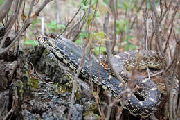 Image of Pituophis catenifer sayi (Schlegel 1837)