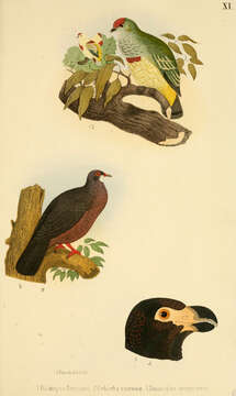 Image of Ptilinopus Swainson 1825