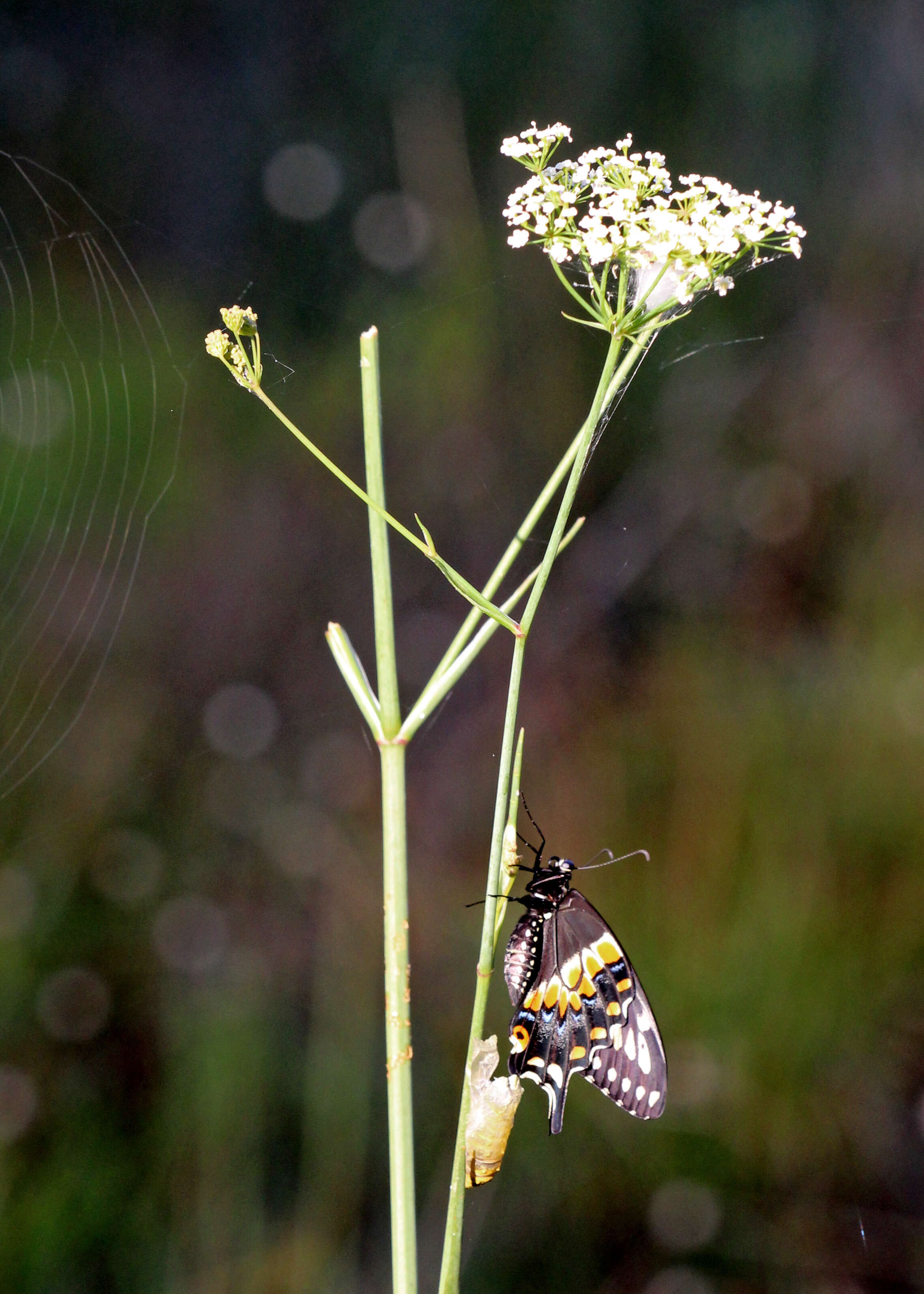 Image of Papilio