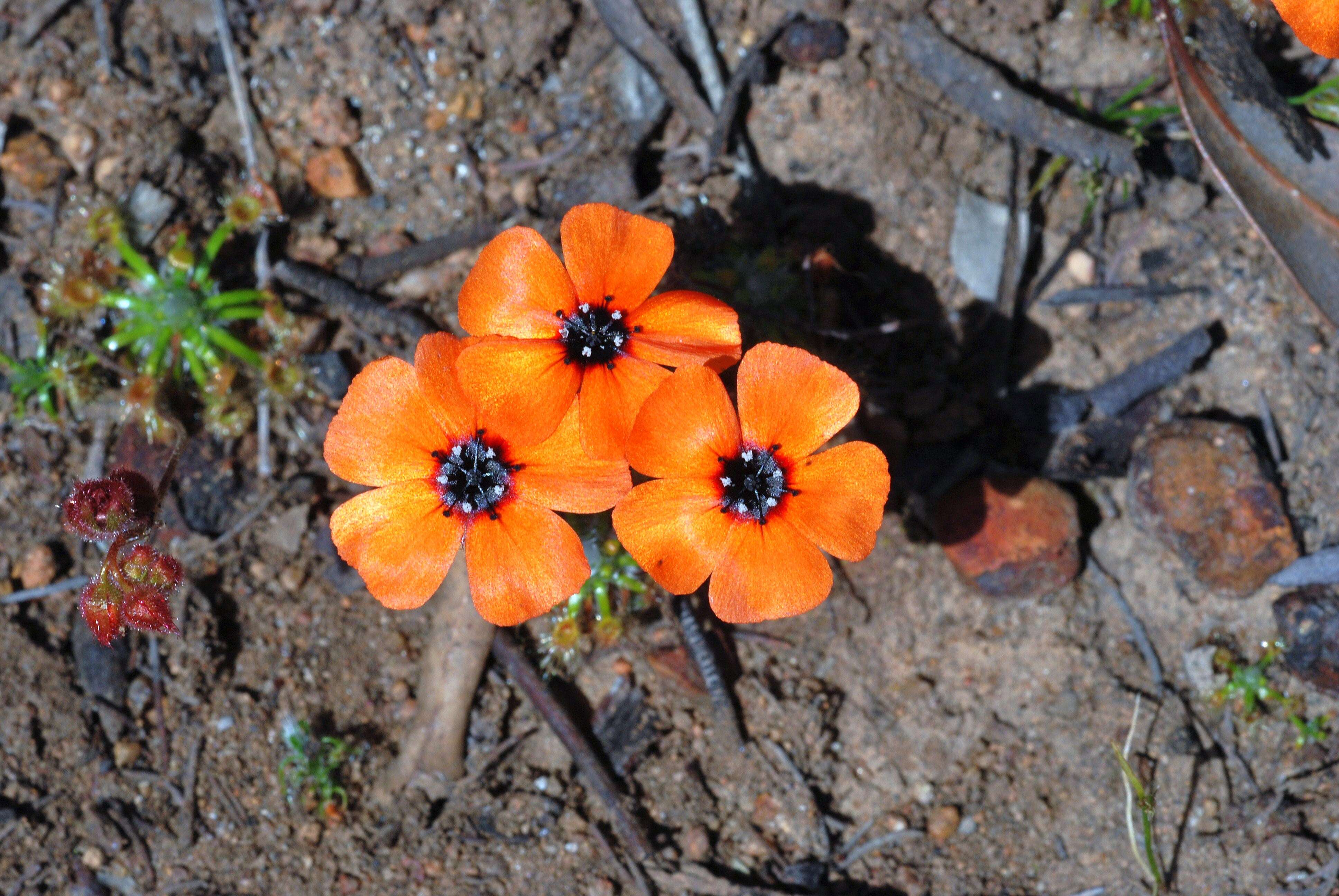 Image of Drosera sewelliae Diels