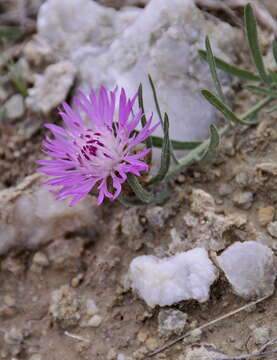 Plancia ëd Centaurea linifolia L.