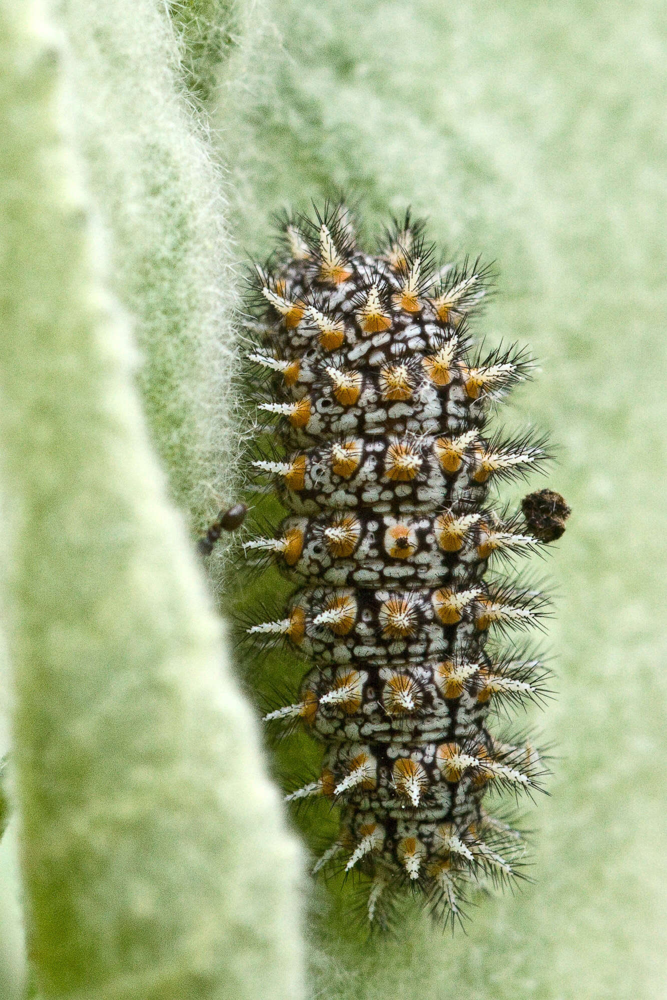 Image of Melitaea