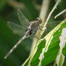 Erythemis plebeja (Burmeister 1839)的圖片