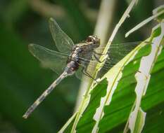 Image of Pondhawks