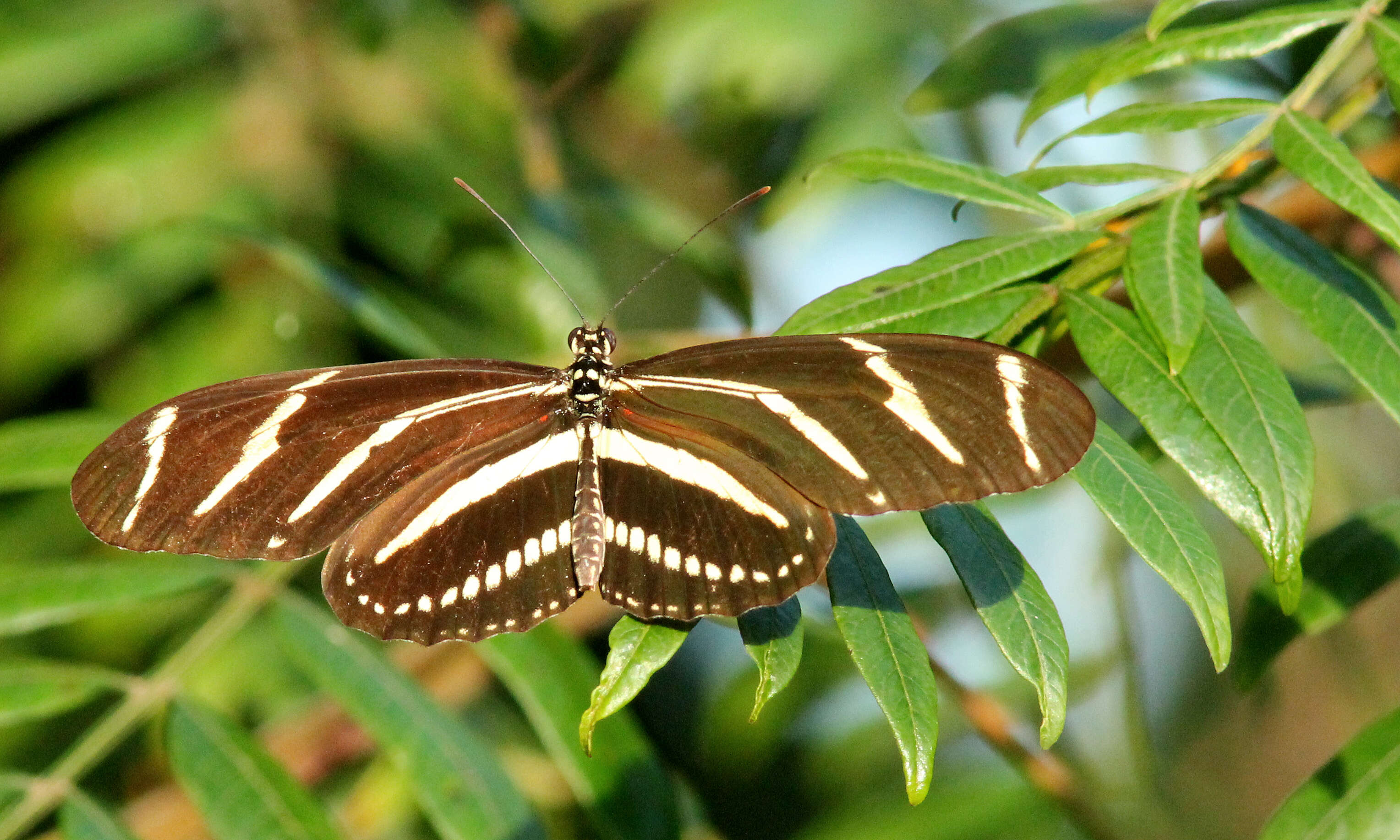 Image of Heliconius