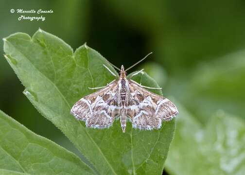 Слика од Diasemia reticularis Linnaeus 1761